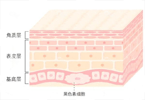 皮肤层次素材